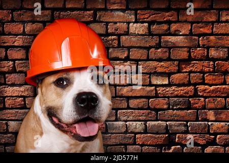 chien dans un casque de construction contre un mur de briques Banque D'Images