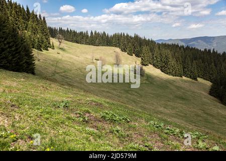 La prairie verte de montagne des Carpates et les montagnes à l'avant, les montagnes des Carpates, Ukraine Banque D'Images