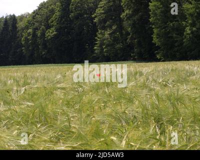 Une chose. Un champ de wheats non mûrs et une fleur de pavot rouge sauvage au milieu du champ. Banque D'Images