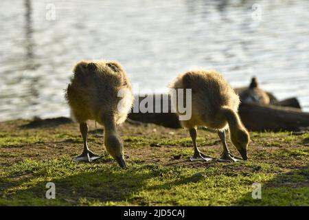 La bernache du Canada (Branta canadensis) se nourrissant de l'herbe au bord du lac, Richmond Park Surrey, Angleterre, Royaume-Uni. Banque D'Images