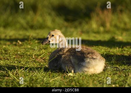 Gossière de la Bernache du Canada (Branta canadensis) reposant sur l'herbe à Richmond Park Surrey, Angleterre, Royaume-Uni. Banque D'Images