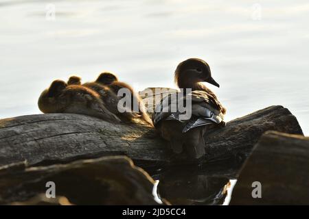 Silhouettes de canard mandarin femelle (Aix galericulata) avec des conduits reposant sur des bois au bord du lac, Richmond Park Londres. Banque D'Images