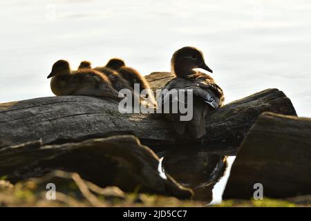 Silhouettes de canard mandarin femelle (Aix galericulata) avec des conduits reposant sur des bois au bord du lac, Richmond Park Londres. Banque D'Images