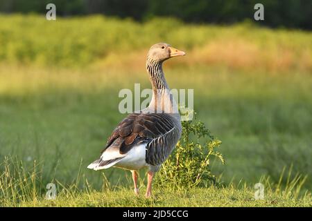 L'oie des graylag (Anser anser) sur l'herbe à Richmond Park Londres. Banque D'Images