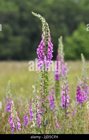 Digitalis purpurea (foxglove) plantes à fleurs à Richmond Park, Londres, Royaume-Uni. Banque D'Images