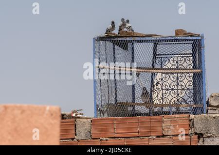 Les pigeons se reposent sur un pigeonnier sur le toit lors d'une journée chaude et ensoleillée à Marrakech, au Maroc Banque D'Images