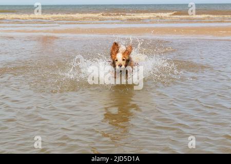 Un épagneul cocker jaune et blanc qui éclabousse dans la mer Banque D'Images