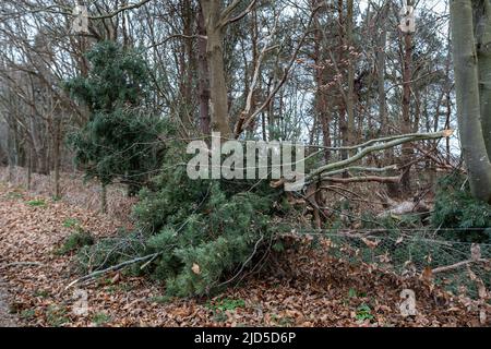 Arbre, branches et débris tombés en raison du mauvais temps de tempête. Changement climatique, conditions météorologiques extrêmes, tempête concept Banque D'Images