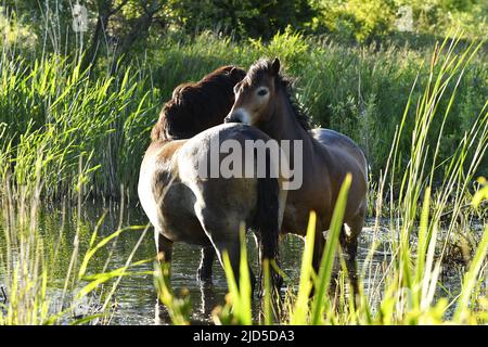 Exmoor ponies (Equus ferus caballus) dans le lac, parc Shinkelbos près d'Amsterdam pays-Bas. Banque D'Images