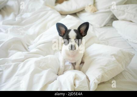 Petit chiot chihuahua noir et blanc à la maison Banque D'Images