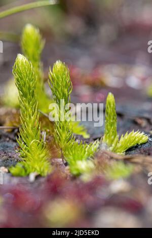 Clubmoss de marais (Lycopodiella inundata) dans la réserve naturelle nationale Thurley Common, une plante en voie de disparition d'habitat humide de santé Banque D'Images