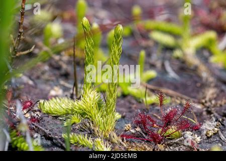 Clubmoss de marais (Lycopodiella inundata) dans la réserve naturelle nationale de Thurley Common, une plante en voie de disparition d'habitat humide de bruyère, et d'undered à feuilles rondes Banque D'Images