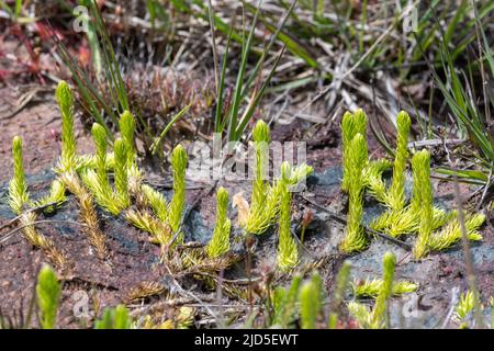 Clubmoss de marais (Lycopodiella inundata) dans la réserve naturelle nationale Thurley Common, une plante en voie de disparition d'habitat humide de santé Banque D'Images