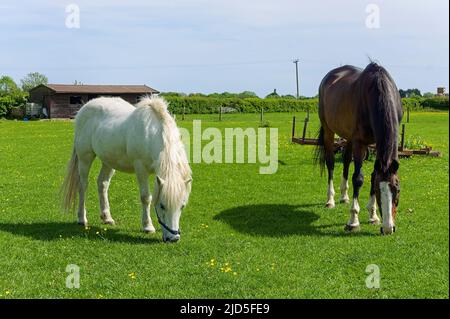 chevaux blancs et bruns paissant dans un champ au printemps Banque D'Images