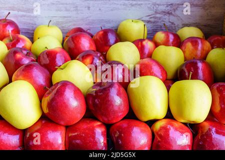 Beaucoup de pommes rouges et jaunes placées dans une boîte de récipient et fraîchement récoltées Banque D'Images