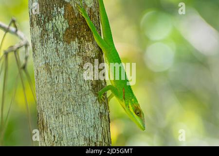 Le Chevalier cubain Anole (Anolis equestris) sur un tronc d'arbre dans le parc national Alejandro de Humboldt, près de Baracoa, Cuba Banque D'Images