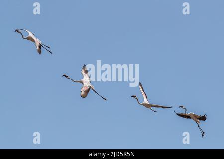 Quatre Flamingos en vol dans le ciel bleu Banque D'Images
