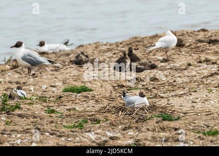 Guette à tête noire, Chericocephalus ridibundus, assise sur un nid dans la réserve RSPB du marais de Titchwell. Banque D'Images