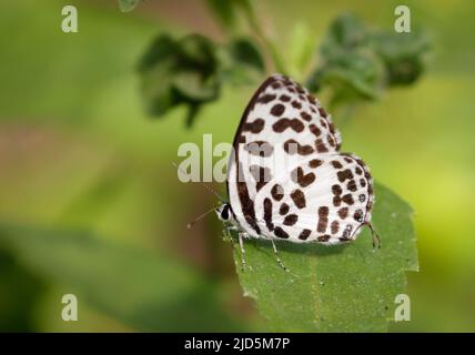 Le papillon de Pierrot commun qui a le nom scientifique de Castalius rosimon est un beau papillon avec des ailes noires et blanches proéminentes. Banque D'Images