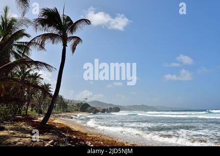 BATHSHEBA, BARBADE; 23 février 2020: Ciel bleu au-dessus de la plage de Bathsheba, côte est de l'île de la Barbade, îles des Caraïbes Banque D'Images