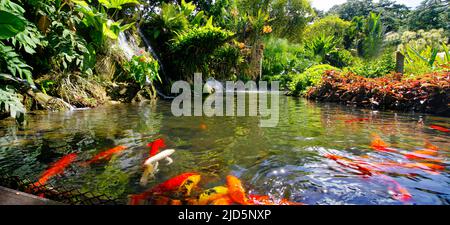 BASSE-TERRE/GUADELOUPE - 07 JANVIER 2019 : beau jardin botanique - jardin de Deshaies, au nord-ouest de Basse-Terre, Guadeloupe, Caraïbes Banque D'Images