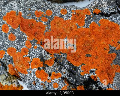 Lichen solaire élégant (Rusavskia elegans) de l'île Penguine (îles Shetland du Sud), Antarctique. (SYN.: Xanthoria elegans) Banque D'Images