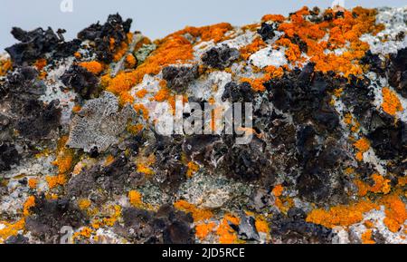 Lichen solaire élégant (Rusavskia elegans, Syn.: Xanthoria elegans) et autres lichens de Norsköya, ouest du Spitsbergen, Svalbard, Norvège. Banque D'Images