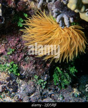 Ver tubulaire (Sabellastarte sp.) de Bunaken, au nord de Sulawesi, en Indonésie. Banque D'Images