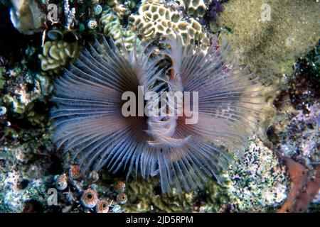 Ver tubulaire (Sabellastarte sp.) d'un récif aux Philippines. Banque D'Images