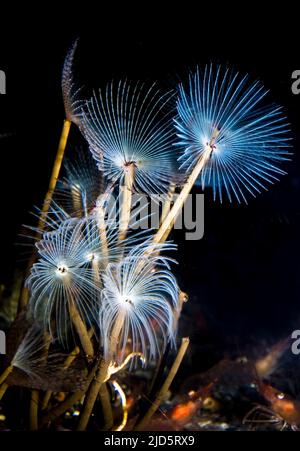 Sabella pavonina Peacock (VER) est un Polychaet tubicoles des eaux européennes. Banque D'Images