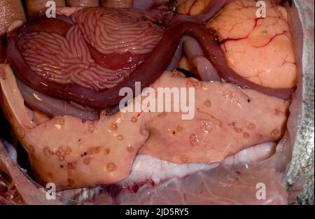 Vers ronds parasites du genre Anisakis dans le foie d'un poisson marin. La flèche pointe vers un échantillon Banque D'Images