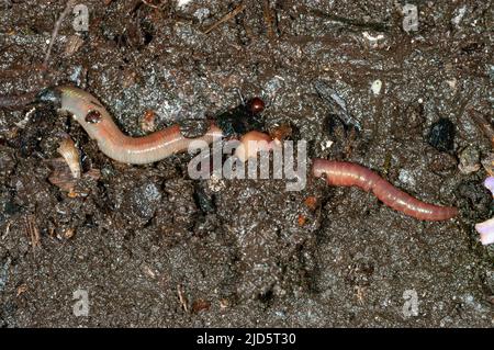 La teigne de terre commune (Lumbricus terrestris) creuse dans le sol. Banque D'Images