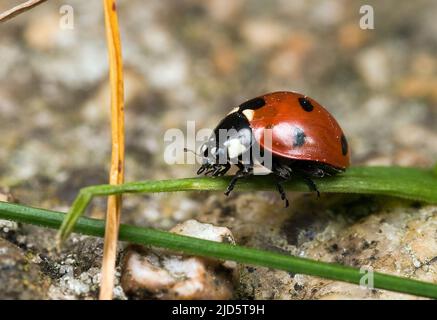 Ladybird à sept points, Coccinella septempunctata. Banque D'Images