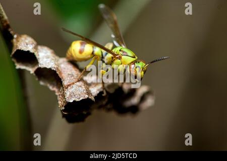 Magnifique guêpe (Ropalidia sp.) de Palmarium, Madagascar. Banque D'Images