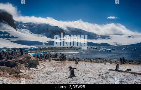 Manchot de Gentoo (Pygoscelis papouasie) et paysage glacé au port de Mikkelsen, île Trinity, Antarctique Banque D'Images