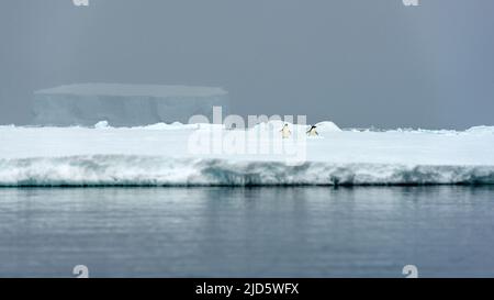 Deux pingouins, plateau de glace et bergs de glace géants dans le détroit de McMurdo, en Antarctique. Banque D'Images