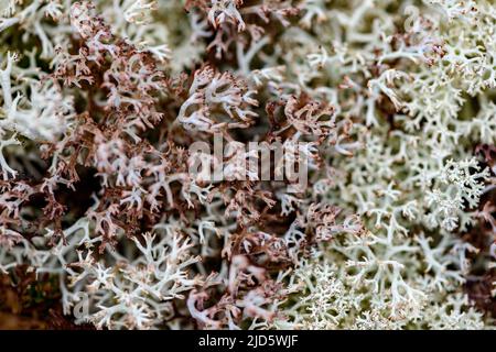 Coupe lichen (Cladonia rangifera) d'un marais près de Ronbdana (altitude d'environ 1000 mètres), Innlandet, Norvège. Banque D'Images