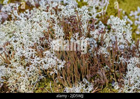 Lichen de la coupe de Bighorn (Cladonia cornuta) croissant avec le lichen de la coupe de Shubbe (Cladonia arbuscula) près de Rondane (Innlandet, Norvège). Banque D'Images