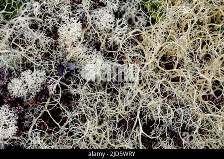 Lichen à cheveux de sorcière (Alectoria ochroleuca) en croissance avec le lichen à tête en étoile (Cladonia stellaris). Photo de Hjerkinn (Dovre, Innlandet), Banque D'Images