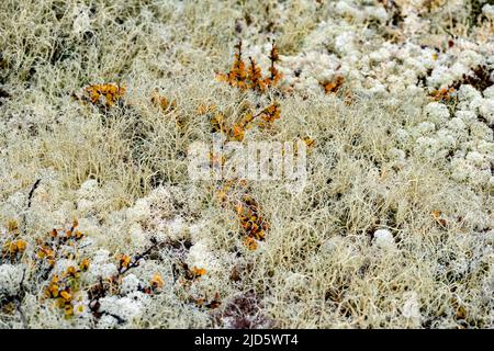 Lichen à cheveux de sorcière (Alectoria ochroleuca) en croissance avec le lichen à tête en étoile (Cladonia stellaris). Photo de Hjerkinn (Dovre, Innlandet), Banque D'Images