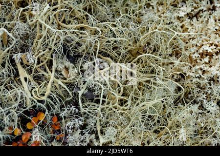 Lichen (Alectoria ochroleuca) de Hjerkinn (Dovre, Innlandet), Norvège. Banque D'Images