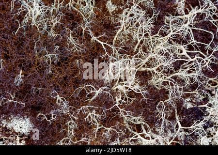 Deux espèces de lichens à poils de sorcières (Alectoria ochroleuca (blanc) et A. nigricans (brun)) poussent ensemble à Hjerkinn (Dovre, Innlandet), en Norvège. Banque D'Images