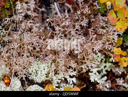 Coupe lichen (Cladonia rangifera) de Hjerkinn (Dovre, Innlandet), Norvège. Banque D'Images