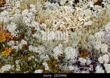 Lichen à bout étoilé (Cladonia stellaris), lichen à cheveux de sorch (Alectoria ochroleuca) et lichen à neige froissé (Flavocetraria nivalis) Banque D'Images