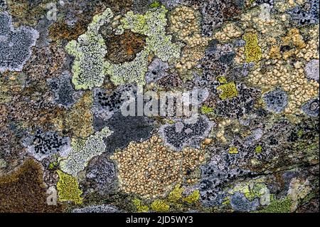 Plusieurs espèces de lichens qui poussent sur la roche à Knaben (Agder, Norvège) à environ 900 mètres d'altitude. Banque D'Images