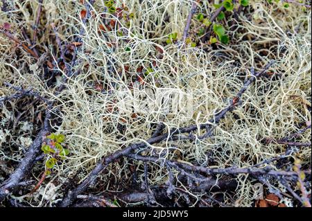 Lichen de sorcière (Alectoria ochroleuca) de Dovrefjell, Norvège. Banque D'Images