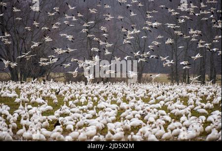 Un troupeau d'oies des neiges se nourrit frénétiquement dans un champ de blé d'hiver alors que la neige du front aproaching commence à remplir le ciel Banque D'Images