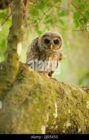 Un jeune hibou barré perche sur une branche de chêne sous tension recouverte de mousse tout en se piquant dans l'objectif de la caméra avec curiosité. Banque D'Images