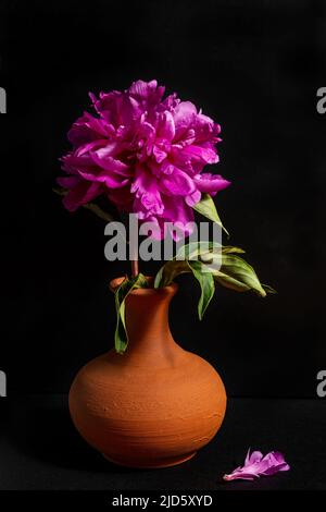 Magnifique pivoine dans un vase en argile sur fond noir. Banque D'Images