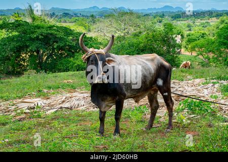 Un taureau de Siboney de Cuba dans une ferme de tabac à Viñales, Cuba Banque D'Images